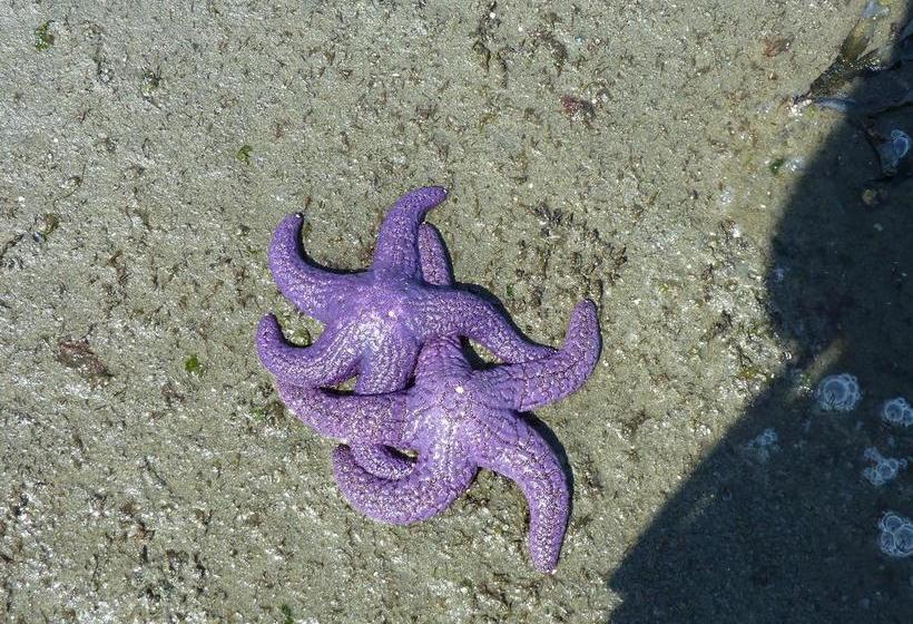 Beachway Vacation Rental & B&b Suites | Campbell River | British Columbia | Canada 12