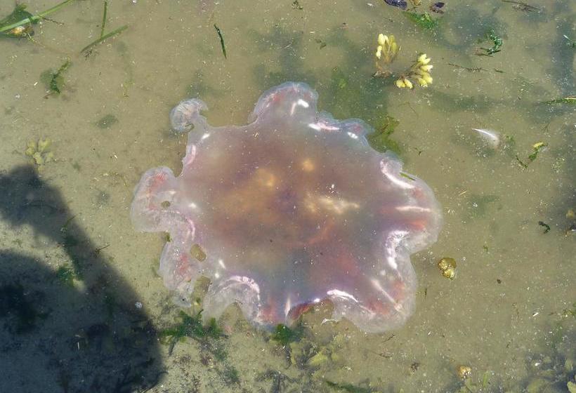 Beachway Vacation Rental & B&b Suites | Campbell River | British Columbia | Canada 4