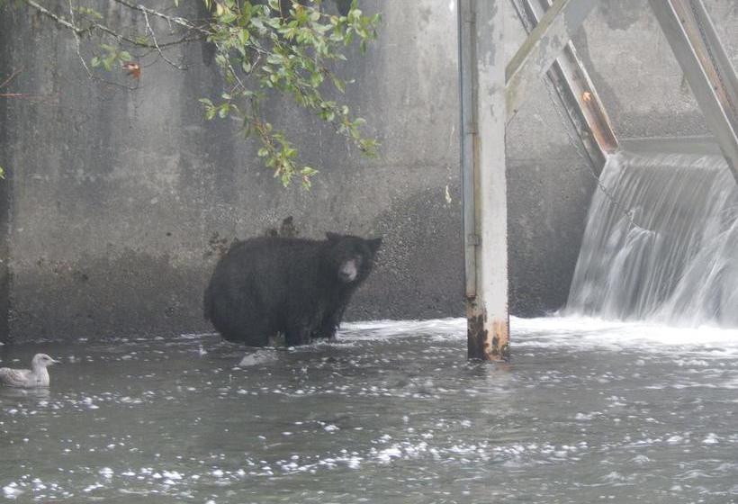 Money Pennies Bed And Breakfast | Campbell River | British Columbia | Canada 11