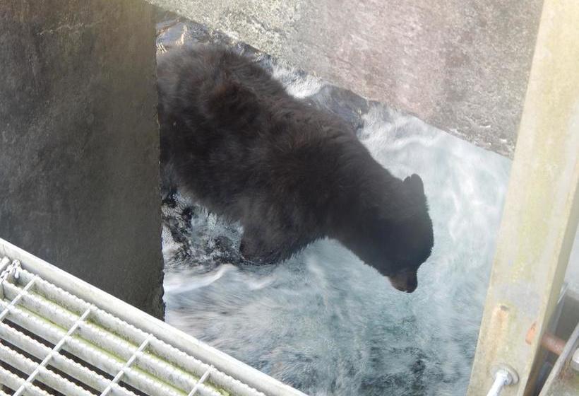 Money Pennies Bed And Breakfast | Campbell River | British Columbia | Canada 12