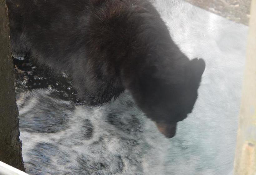 Money Pennies Bed And Breakfast | Campbell River | British Columbia | Canada 13