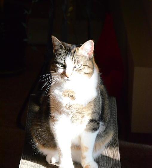 Stafford House Bed & Breakfast | Courtenay | British Columbia | Canada 12