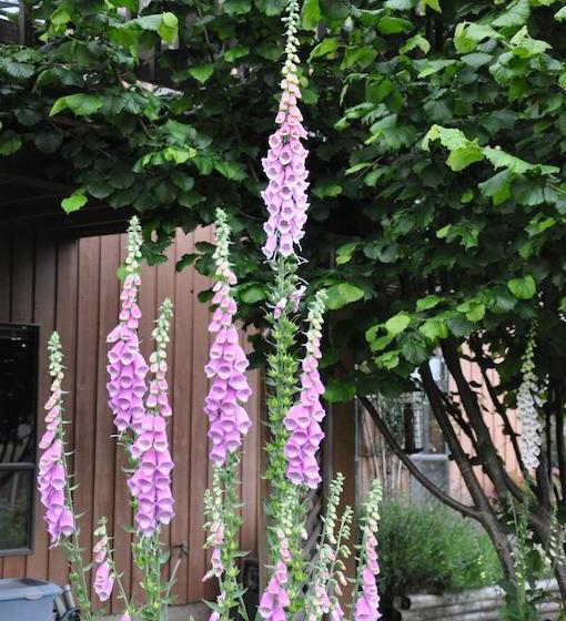 Stafford House Bed & Breakfast | Courtenay | British Columbia | Canada 9