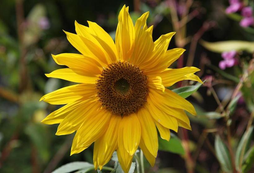 Bed and Breakfast Gîte Couette Et Girouette | Sainte Adele | Quebec | Canada 17