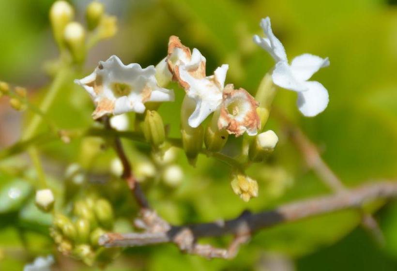 Augusta Courtyard Motel | Port Augusta | South Australia | Australia 6