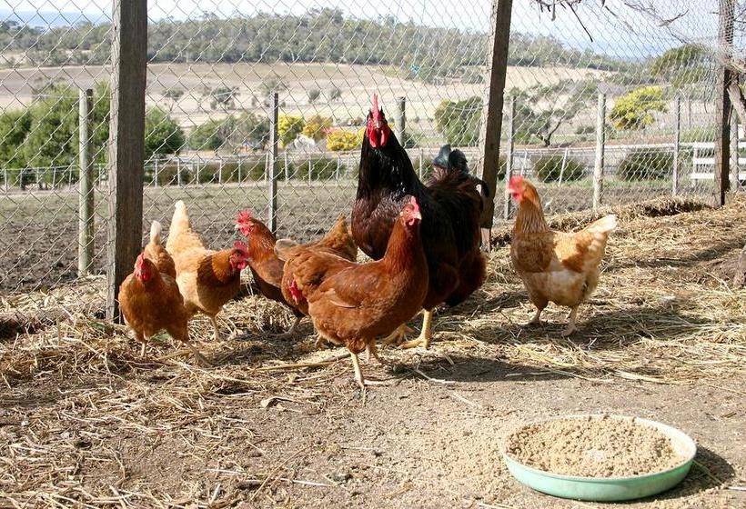 Bed and Breakfast Cornwall Cottage | Cambridge | Tasmania | Australia 9