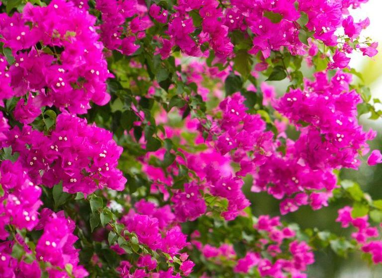 Bed and Breakfast Bed&Breakfast Bougainvillea Lodge | Kununurra | Western Australia | Australia 7