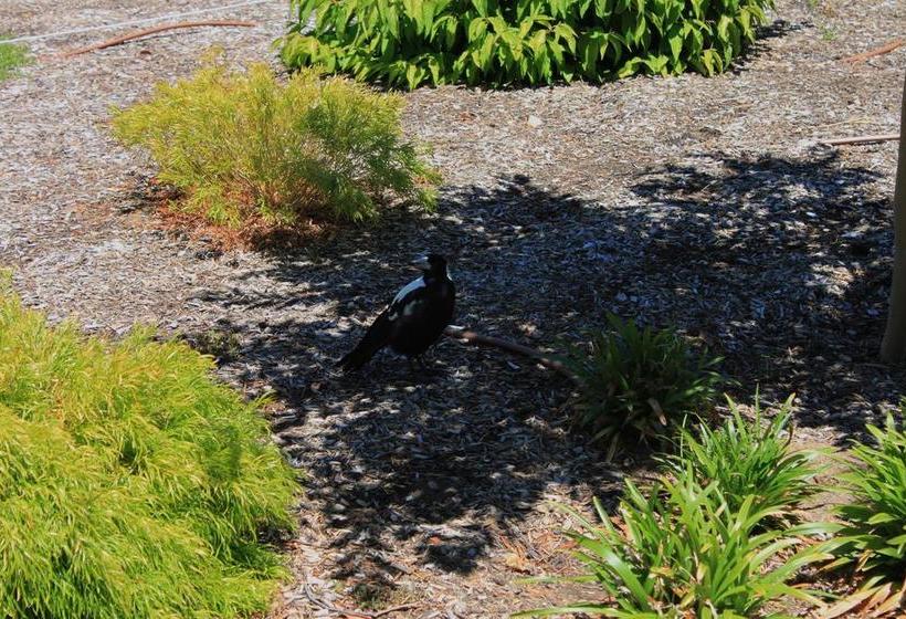 Bed and Breakfast Duxton Coach House | Stirling | South Australia | Australia 13