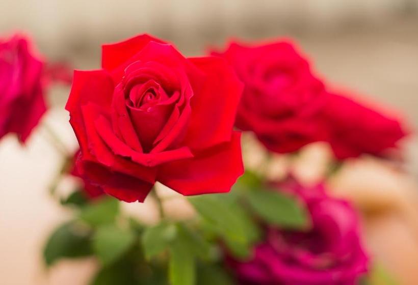 Bed and Breakfast Bed&Breakfast Austin Rise | Melbourne | Victoria | Australia 11