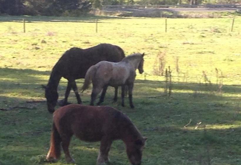 Bed and Breakfast Bed&Breakfast Twin Springs | Melbourne | Victoria | Australia 4