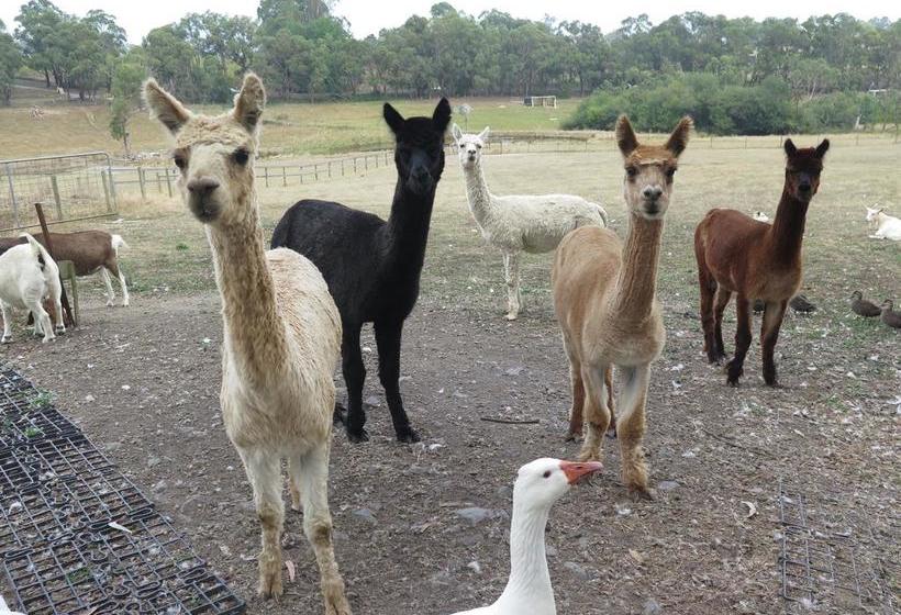 Bed and Breakfast Honeyeater Cottage | Melbourne | Victoria | Australia 7