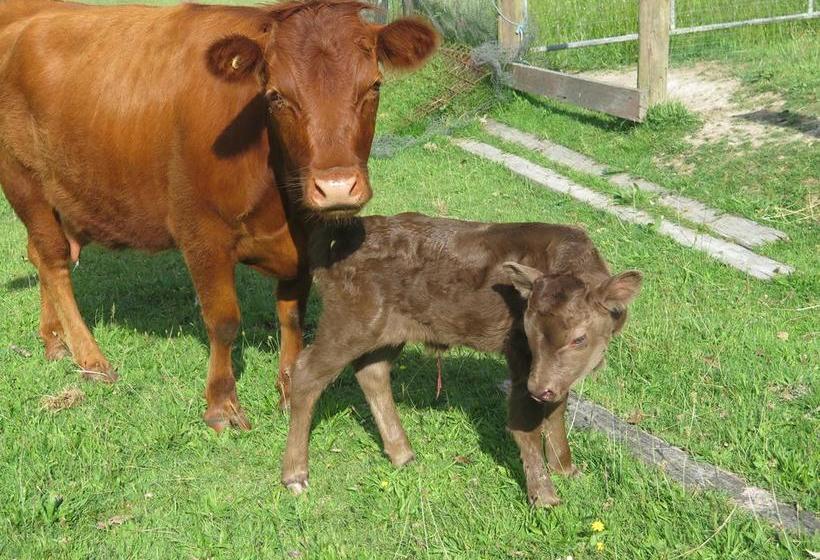 Bed and Breakfast Honeyeater Cottage | Melbourne | Victoria | Australia 8