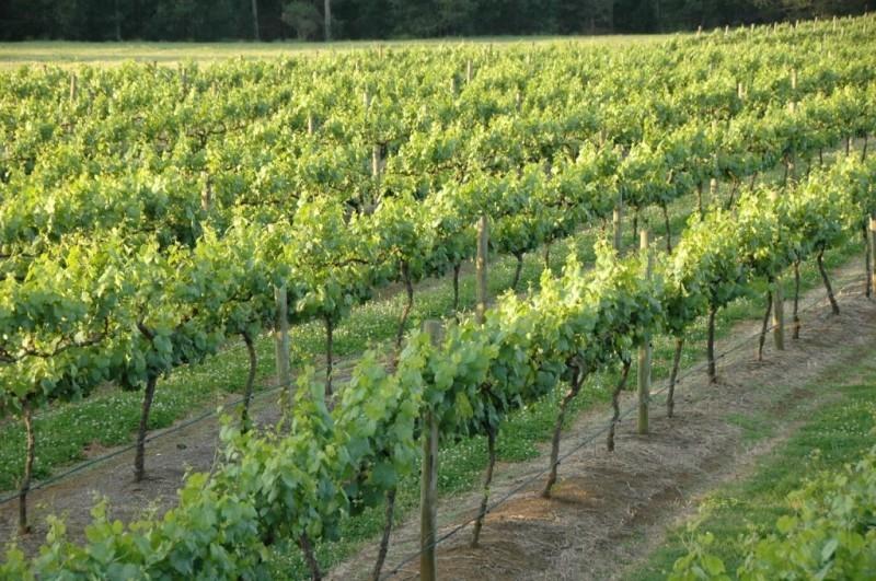 Bed and Breakfast Bed&Breakfast The Cambewarra Estate | Nowra | New South Wales | Australia 9