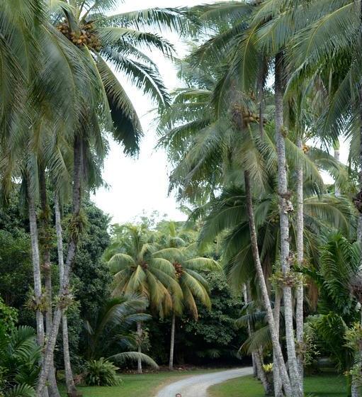 Bed and Breakfast Cape Trib Farm | Cape Tribulation | Queensland | Australia 18