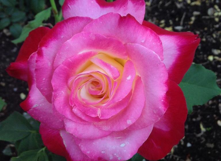 Bed and Breakfast Bed&Breakfast Arbour Garden | Stratford | Ontario | Canada 6