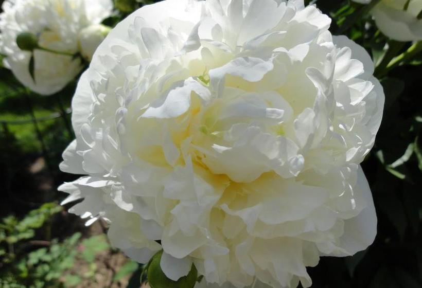 Bed and Breakfast Buckingham House | Stratford | Ontario | Canada 15