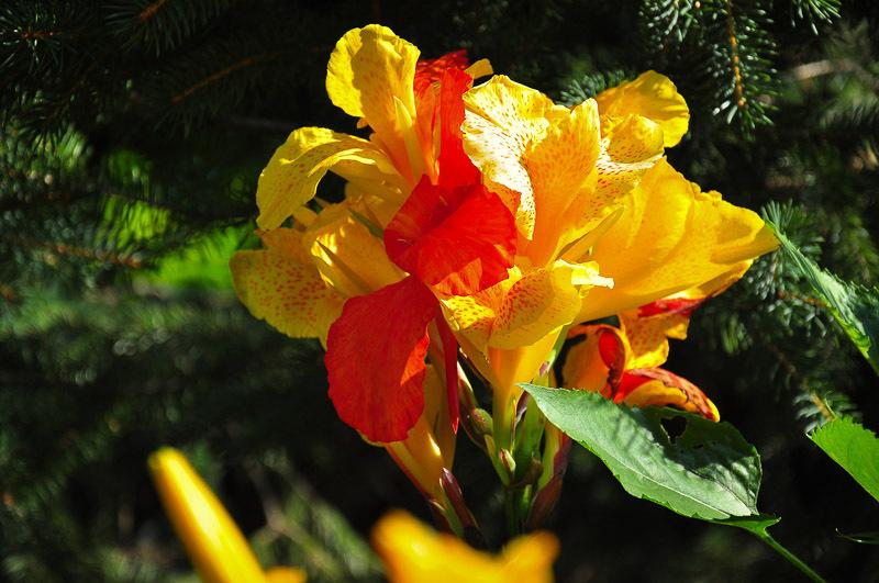 Bed and Breakfast Buckingham House | Stratford | Ontario | Canada 20