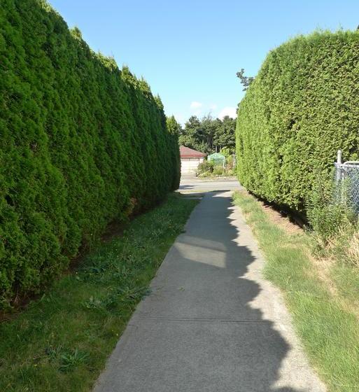 Bed and Breakfast Vancouver Garden Family Suite For Six | Vancouver | British Columbia | Canada 4