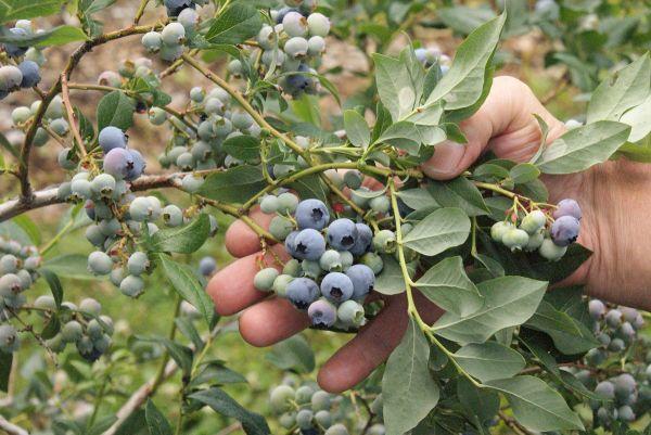 Bed and Breakfast Le Gîte Du Pêcheur | Metabetchouan | Quebec | Canada 8