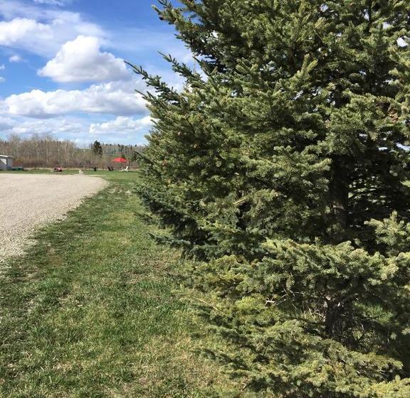 Motel Bulldog Inns | Sundre | Alberta | Canada 18