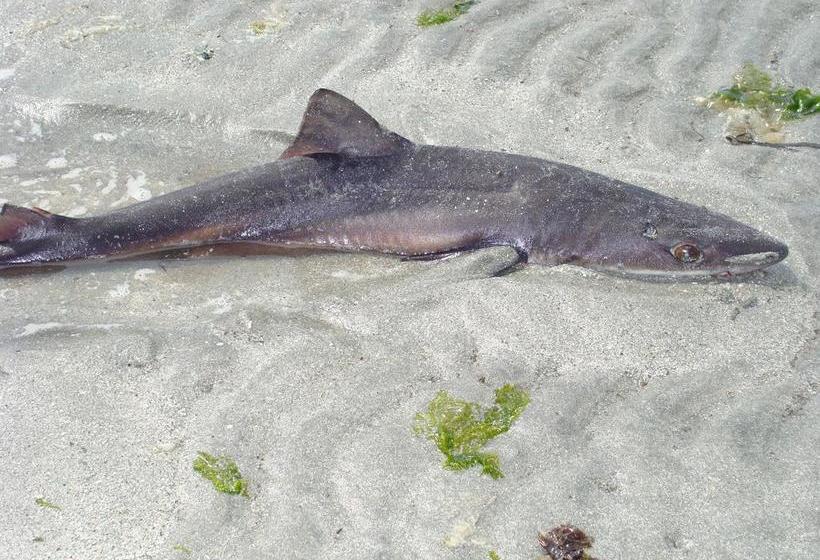 Estuary House B&b | Courtenay | British Columbia | Canada 19