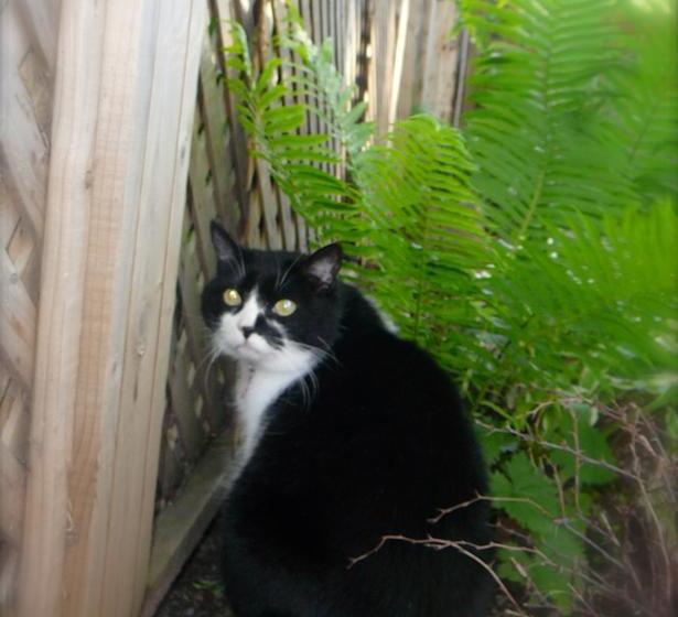 B&b La Bedondaine | Quebec | Quebec | Canada 16