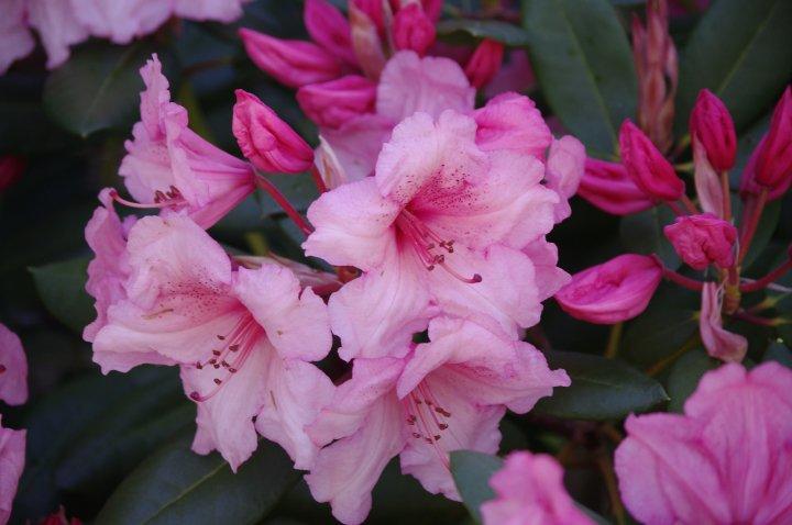 Serenity Lodge Bed And Breakfast | Courtenay | British Columbia | Canada 9