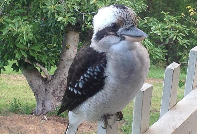 Alkira Bed & Breakfast | Coffs Harbour | New South Wales | Australia 20