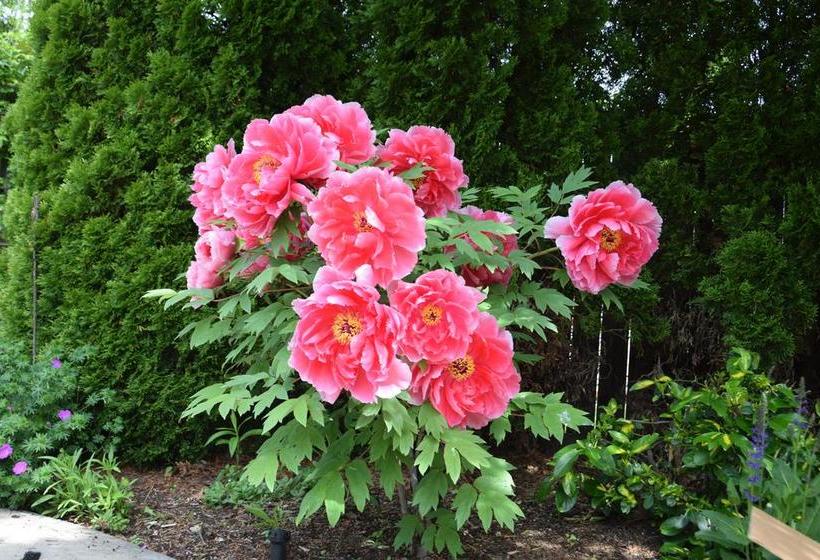 Rose Haven B & B | Niagara on the Lake | Ontario | Canada 15