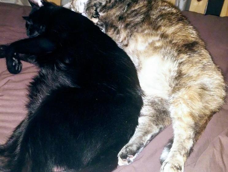 Bed and Breakfast The Cosy Cottage Inn | Saint John | New Brunswick | Canada 10