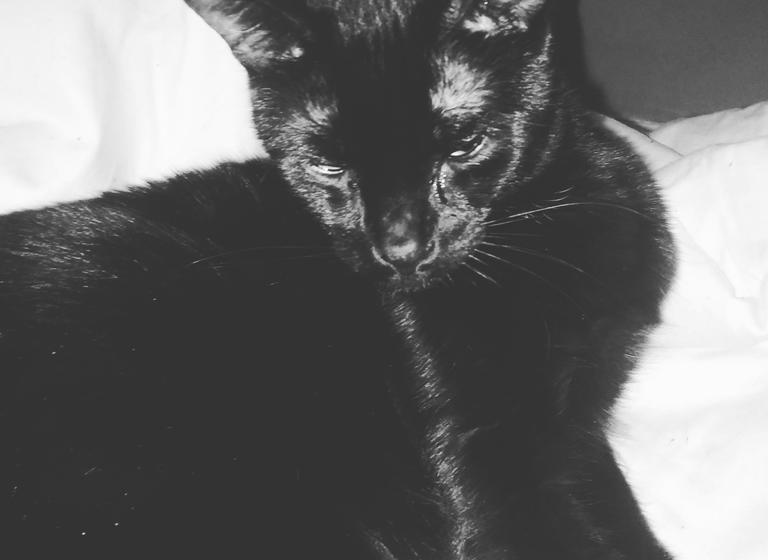 Bed and Breakfast The Cosy Cottage Inn | Saint John | New Brunswick | Canada 5