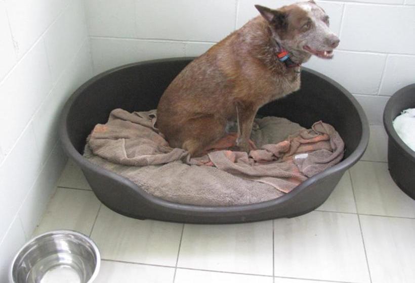 Bed and Breakfast The Red Sparrow | Cairns | Queensland | Australia 11