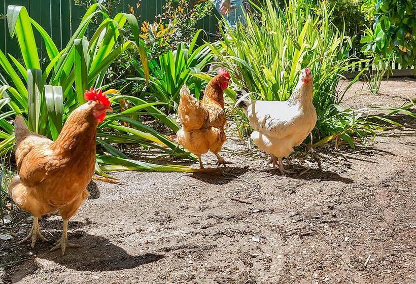 Bed and Breakfast The Church | Yungaburra | Queensland | Australia 14