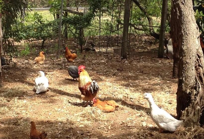 Whispering Pines Bed And Breakfast | Collie | Western Australia | Australia 12