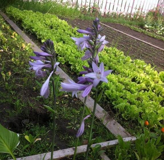 Auntie Zhu B&b | Saskatoon | Saskatchewan | Canada 18