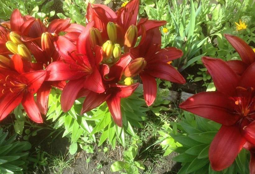 Auntie Zhu B&b | Saskatoon | Saskatchewan | Canada 2