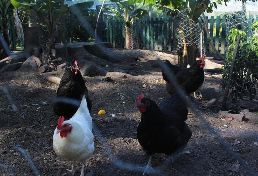 Bed and Breakfast Peppertrees | Forster | New South Wales | Australia 10