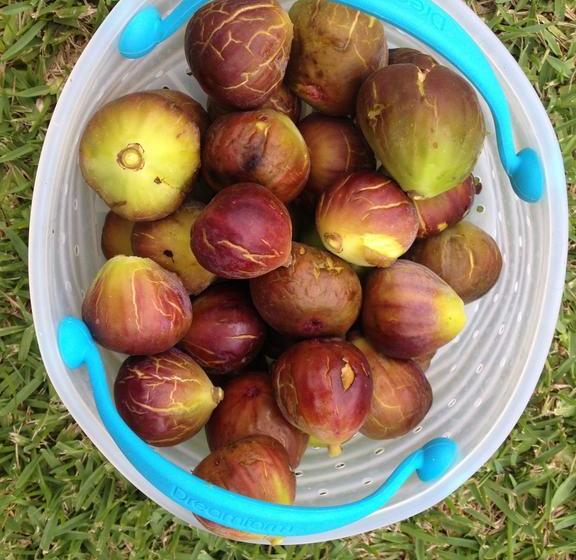 Bed and Breakfast Peppertrees | Forster | New South Wales | Australia 17