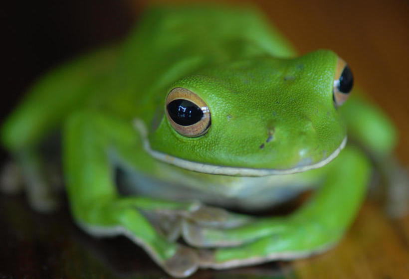 Resort Sejala Beach Huts | Mission Beach | Queensland | Australia 20