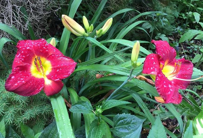 Swan Motel | Stratford | Ontario | Canada 12