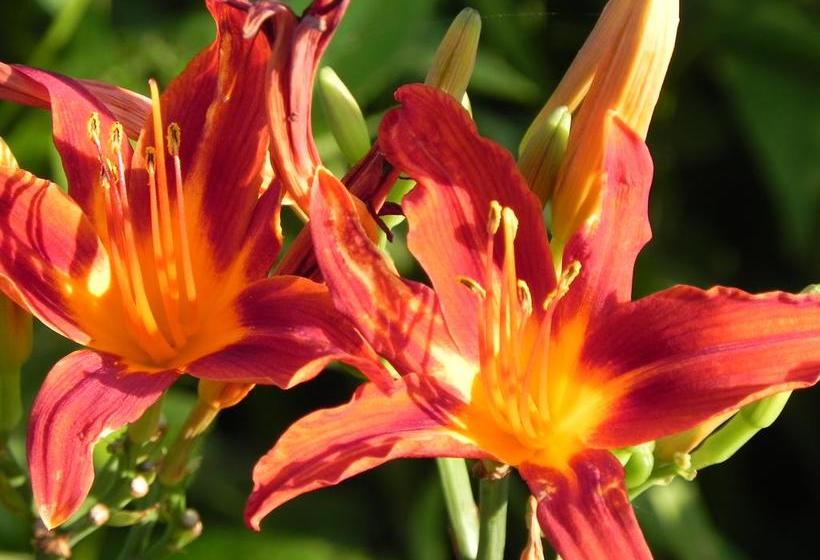 Swan Motel | Stratford | Ontario | Canada 15