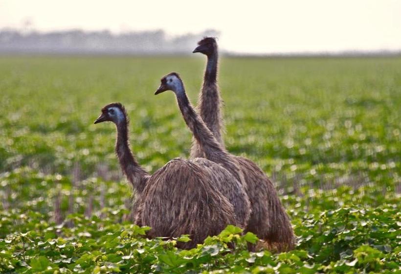 Motel Chinchilla White Gums Motor Inn | Chinchilla | Queensland | Australia 9