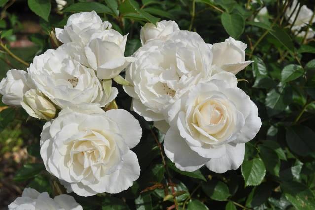 The Mill House Cottage | Richmond | Tasmania | Australia 15