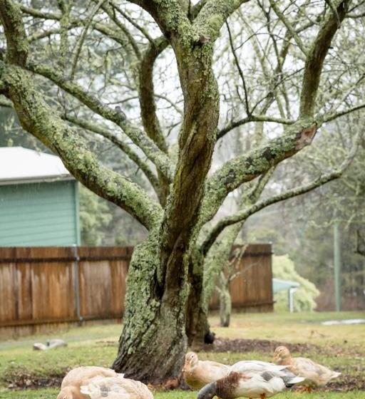 Bed and Breakfast Mount Victoria Manor | Mount Victoria | New South Wales | Australia 2