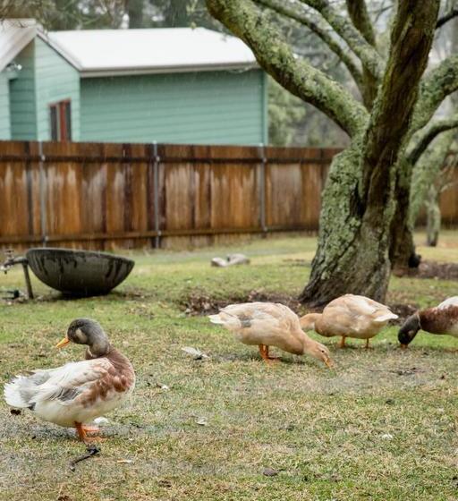 Bed and Breakfast Mount Victoria Manor | Mount Victoria | New South Wales | Australia 3