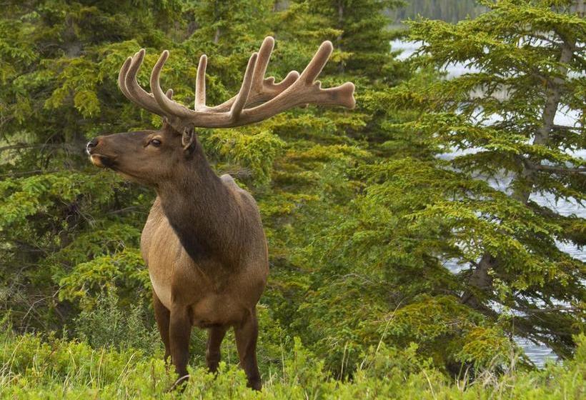 Jasper Downtown Hostel | Jasper | Alberta | Canada 18