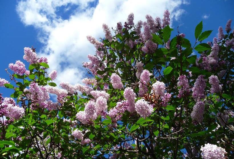 Bed and Breakfast 803 Patricia Street Accommodation | Jasper | Alberta | Canada 1