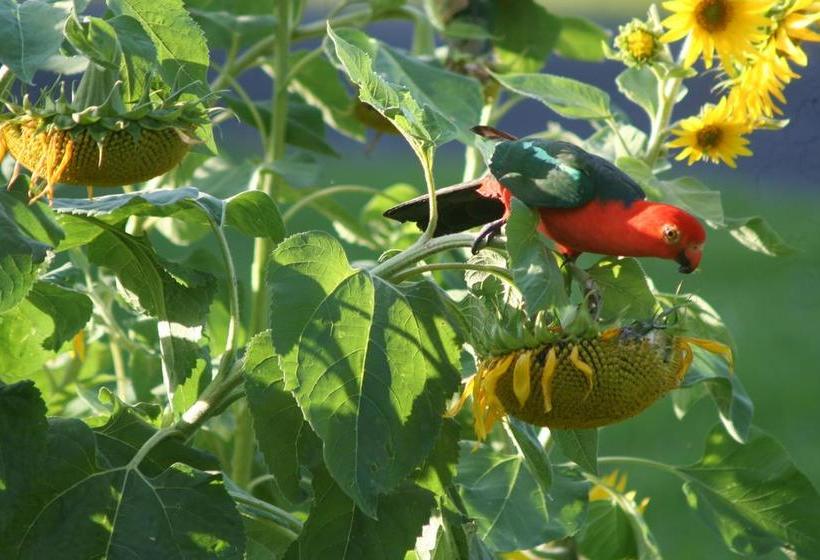 Bed and Breakfast Ecofriendly Luxury King Suite | Tallebudgera | Queensland | Australia 16