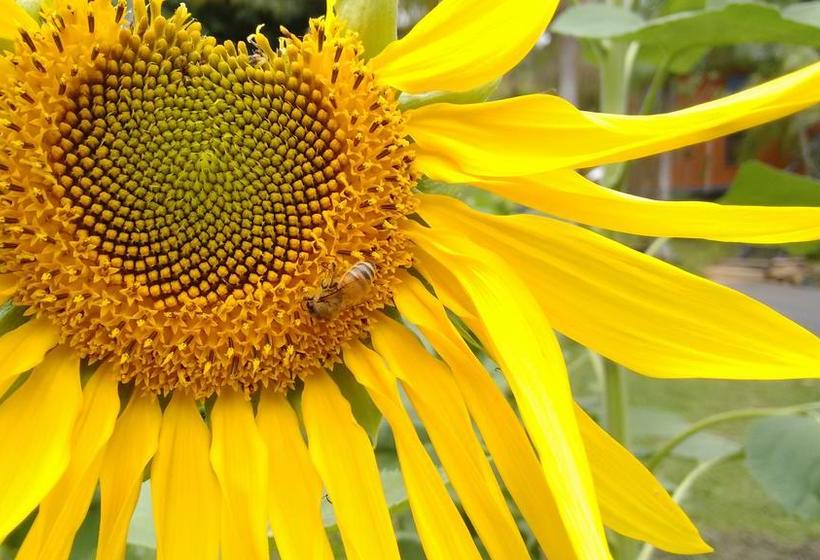 Bed and Breakfast Ecofriendly Luxury King Suite | Tallebudgera | Queensland | Australia 18