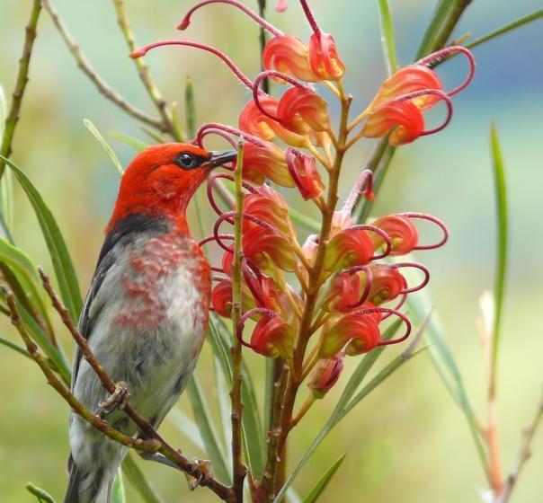 Cedarview Bed & Breakfast | Beechmont | Queensland | Australia 7